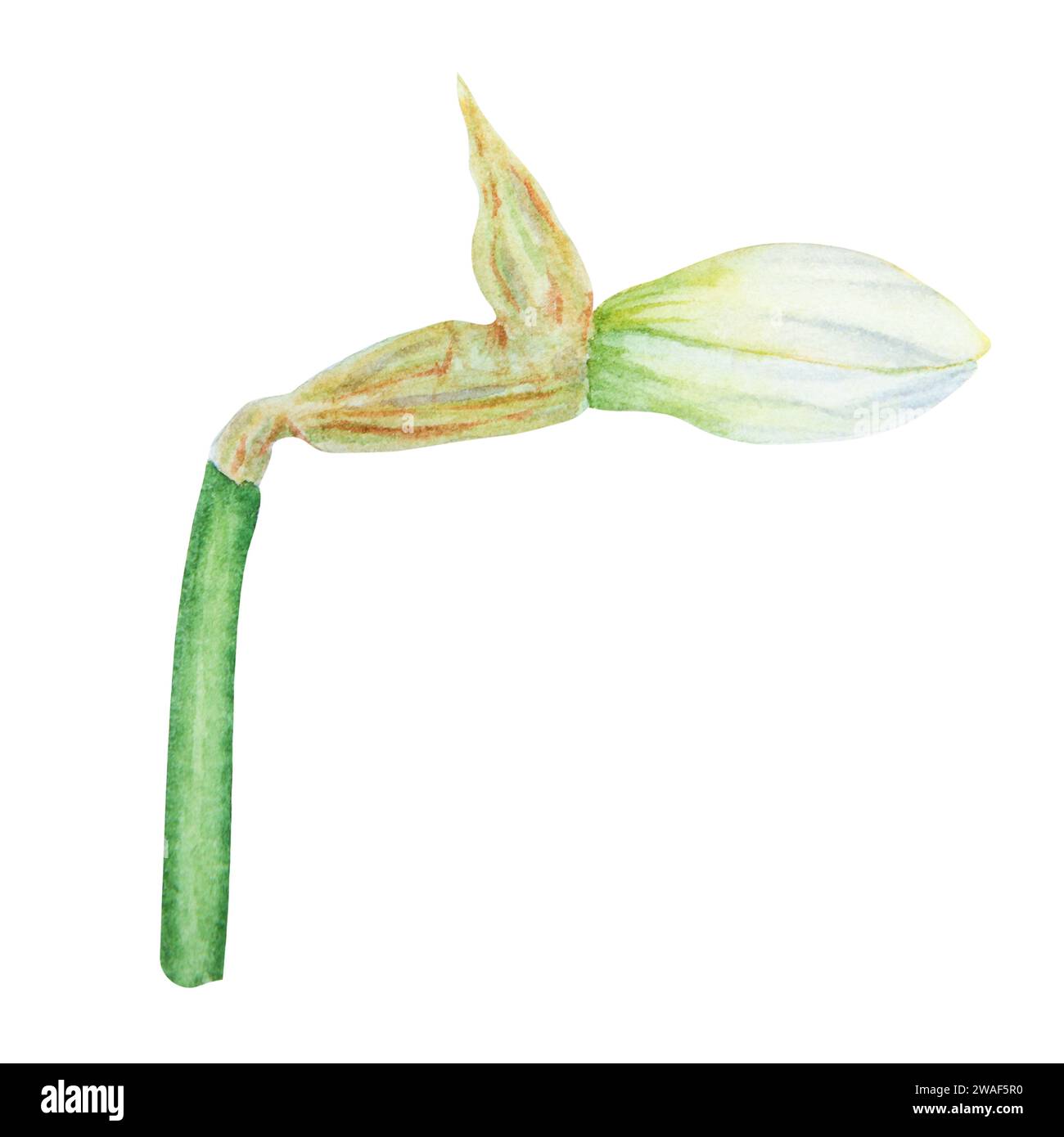 Narciso, illustrazione ad acquerello di narcisi. Dipinto ad acquerello disegnato a mano di un profumato fiore del giardino di primavera. Botanico bianco e giallo Foto Stock