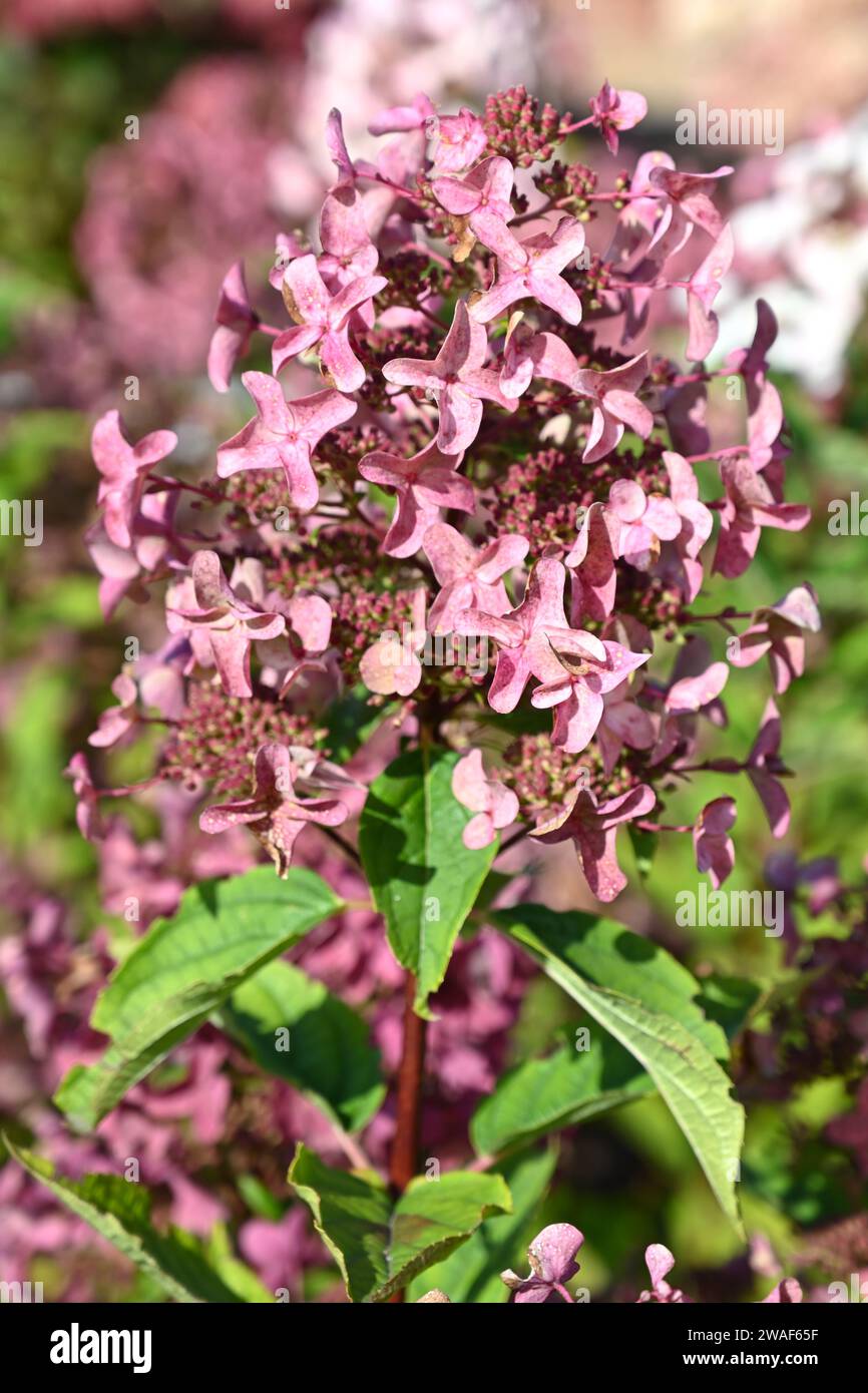 Ortensia Burgundy 2L Fiori E Pianti Perenni