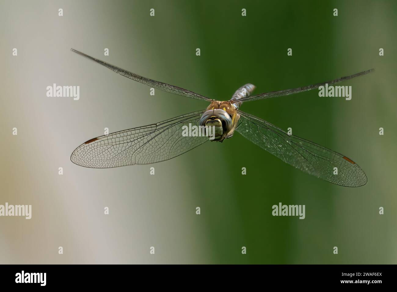 Ripresa ravvicinata di un falco migrante che vola attraverso il cielo su uno sfondo blu brillante Foto Stock