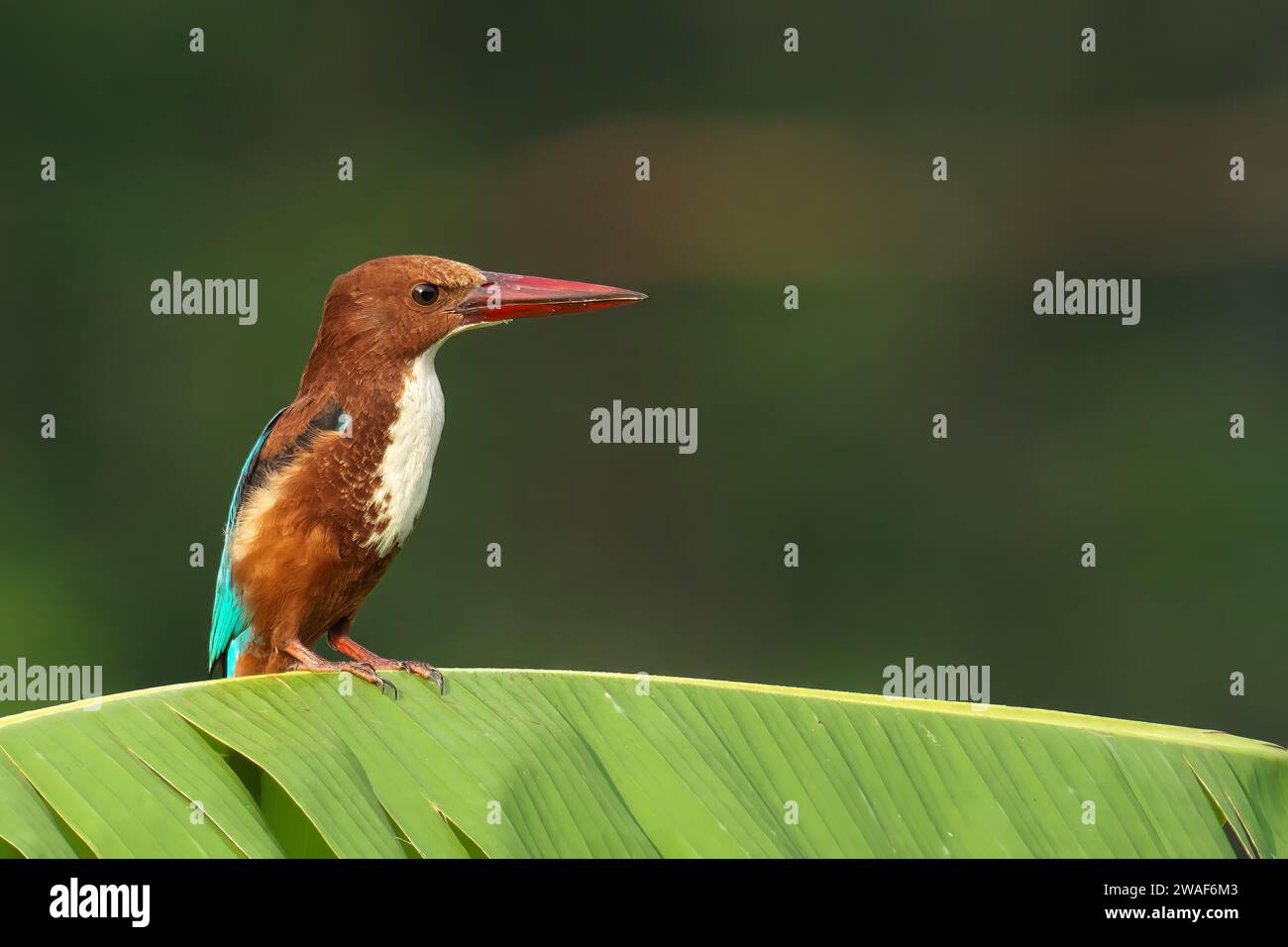 Un kingfisher dalla gola bianca arroccato sulla cima di una lussureggiante foglia verde di banana in un ambiente naturale all'aperto Foto Stock