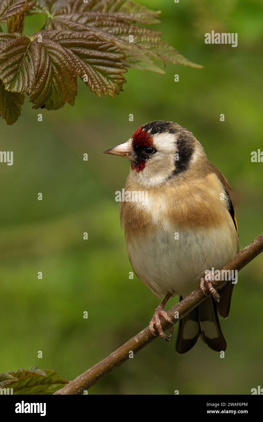 Un adorabile goldfinch arroccato sulla sommità di un ramo di un lussureggiante albero verde, con la testa girata e gli occhi aperti con attenzione Foto Stock