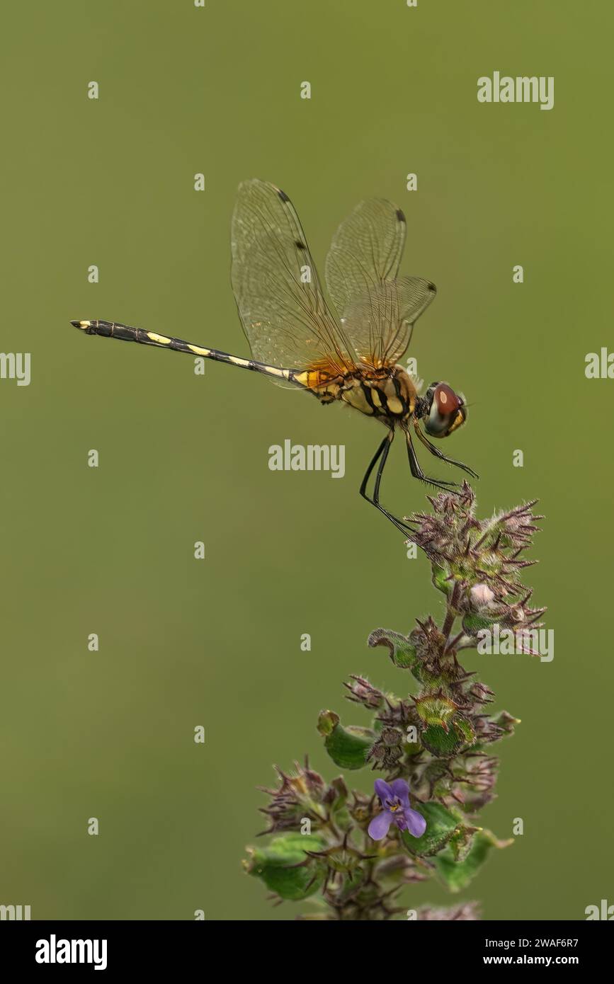 Un aliante palustre a gambe lunghe arroccato sulla cima di un vivace fiore viola su uno sfondo verde lussureggiante, creando una composizione visiva mozzafiato Foto Stock