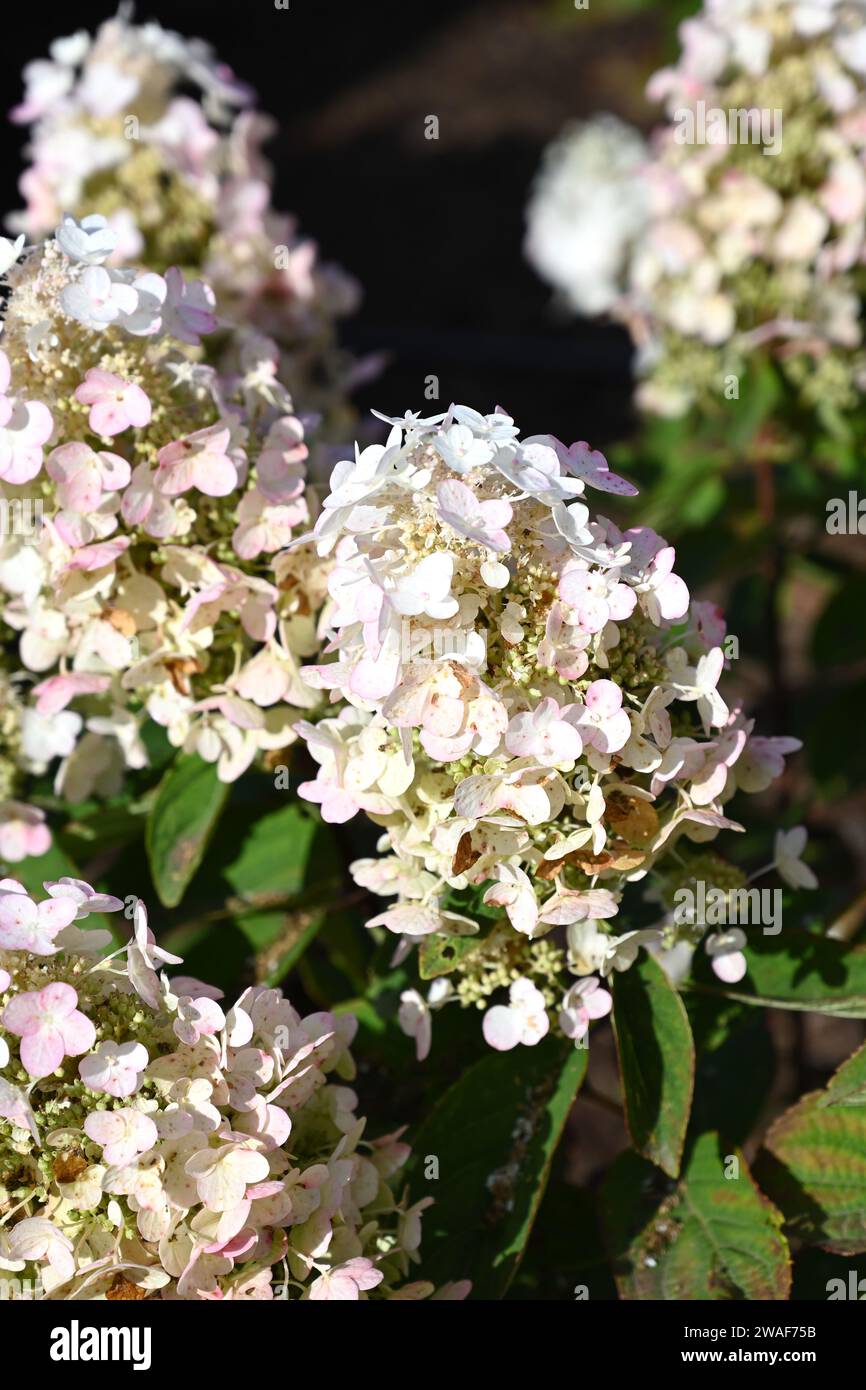 Hydrangea paniculata Baby Lace cresce nel giardino britannico settembre Foto Stock