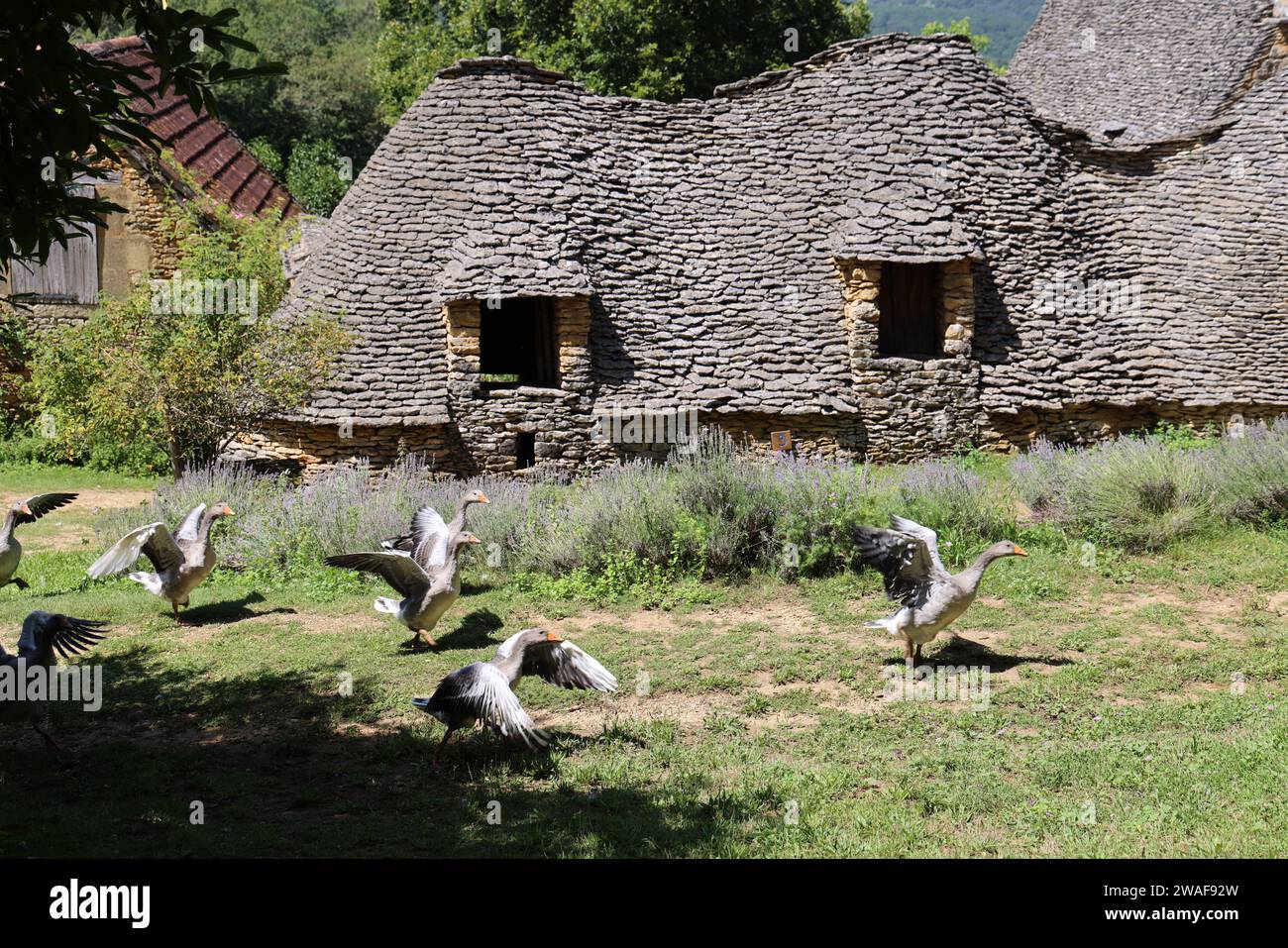 Le famose oche del Périgord tra le Cabanes du Breuil. Queste tipiche cabine Périgord Noir sono annessi agricoli del XIX secolo costruiti in pietra secca Foto Stock