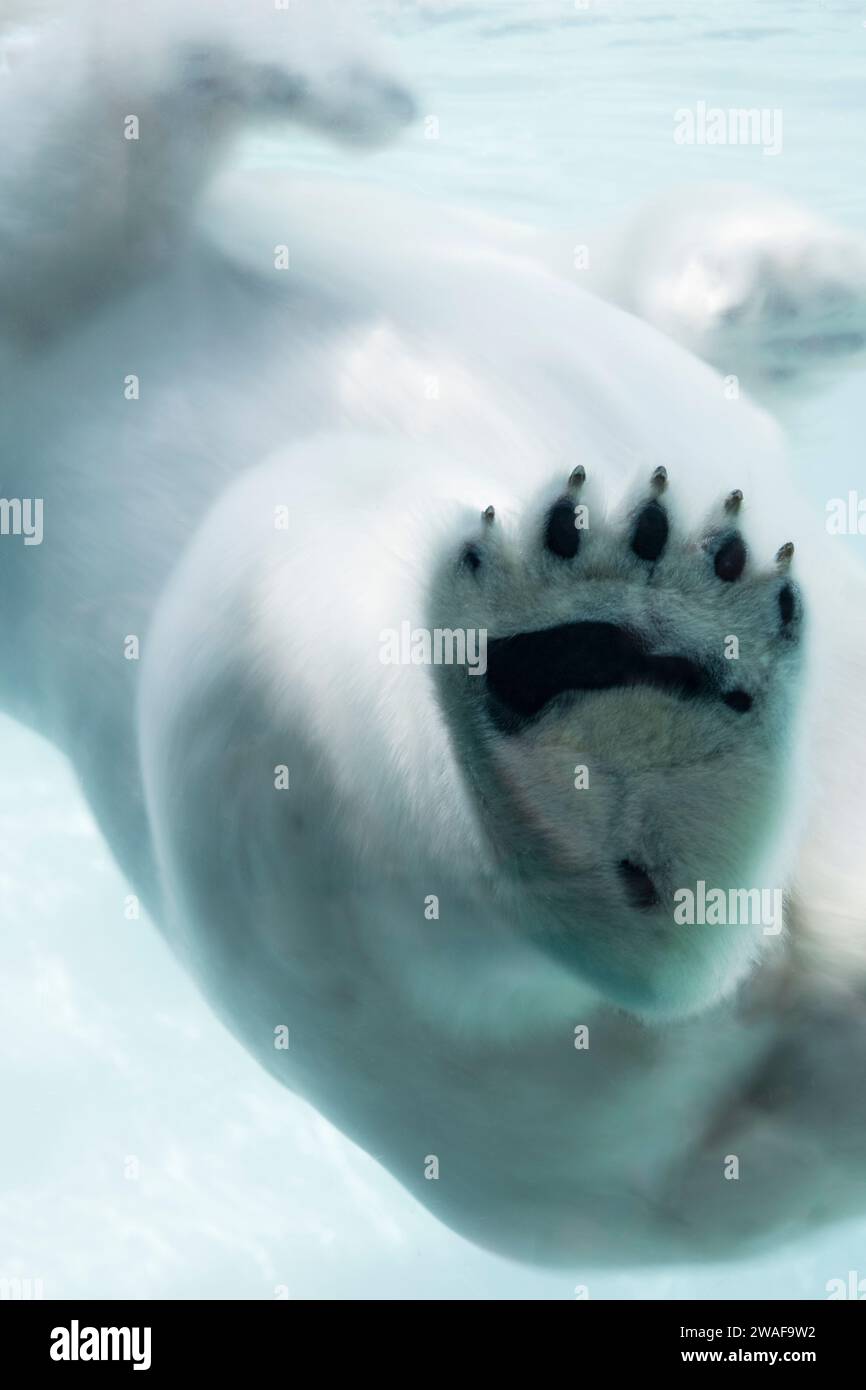il nostro blanc avec une patte en gros plan dans l'eau Foto Stock