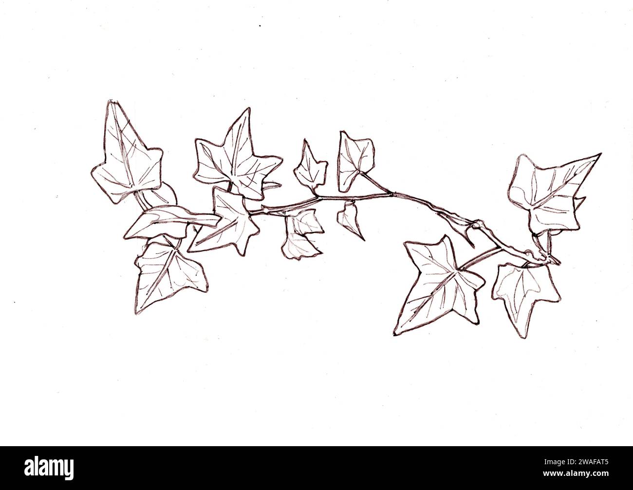 Illustrazione a linee bianche e nere di foglie di edera su sfondo bianco. Foto Stock