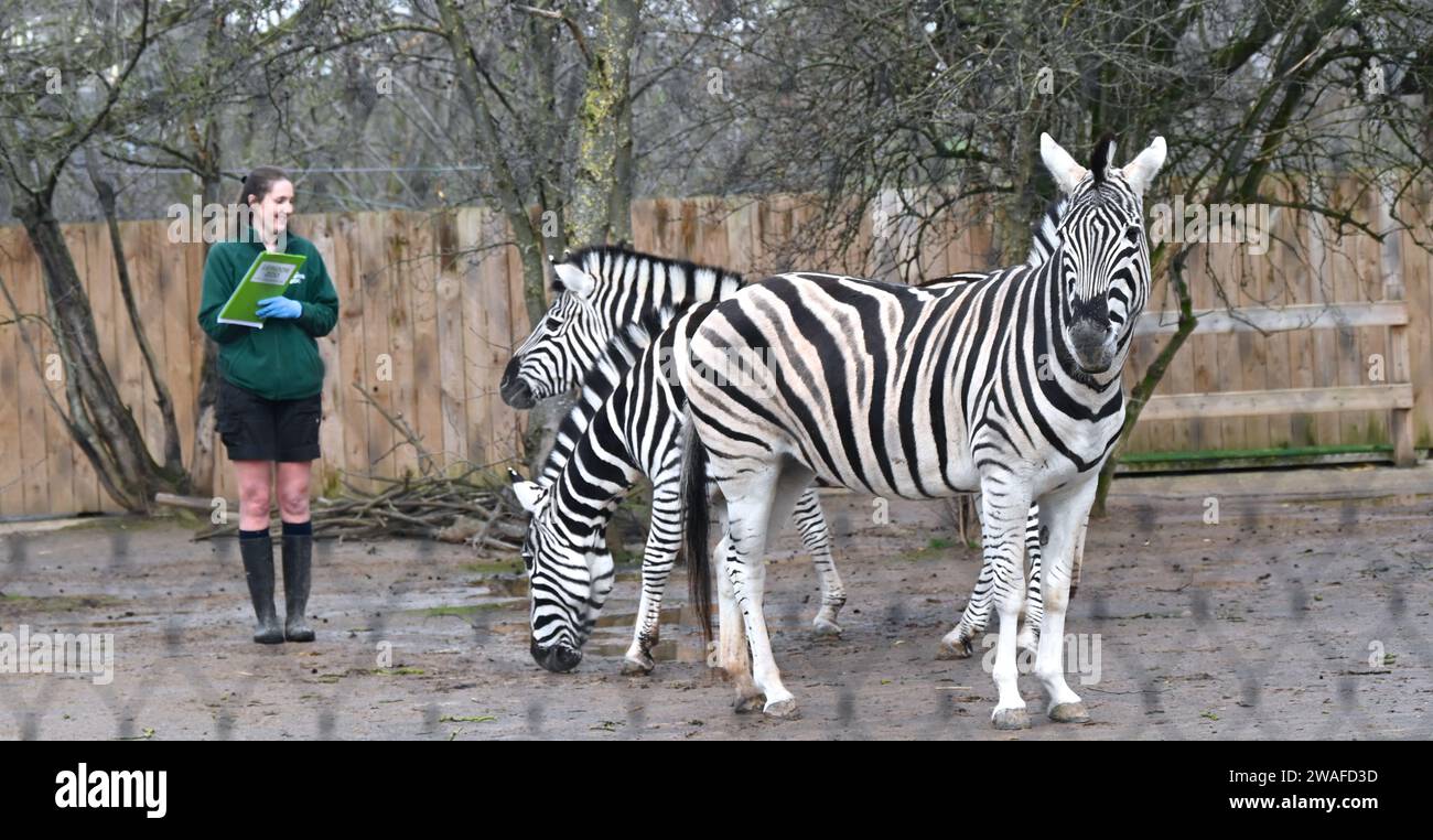 La zebra di Chapman è una sottospecie media del gruppo zebra. Con alcuni dei cappotti dai motivi più famosi al mondo, nessuna delle due zebre ha mai lo stesso motivo a strisce e le zebre Chapman presentano sottili strisce marroni tra le loro strisce nere. Le zebre possono aver sviluppato strisce per il riconoscimento sociale o per confondere e abbagliare predatori come i leoni. Foto Stock