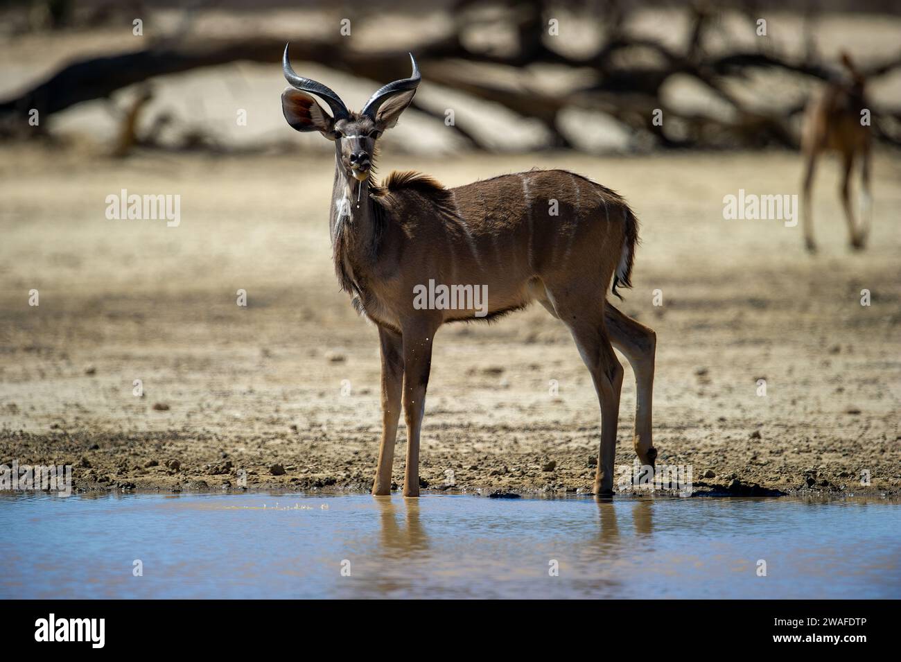 Kudu ( Tragelaphus strepsiceros) Parco transfrontaliero di Kgalagadi, Sudafrica Foto Stock