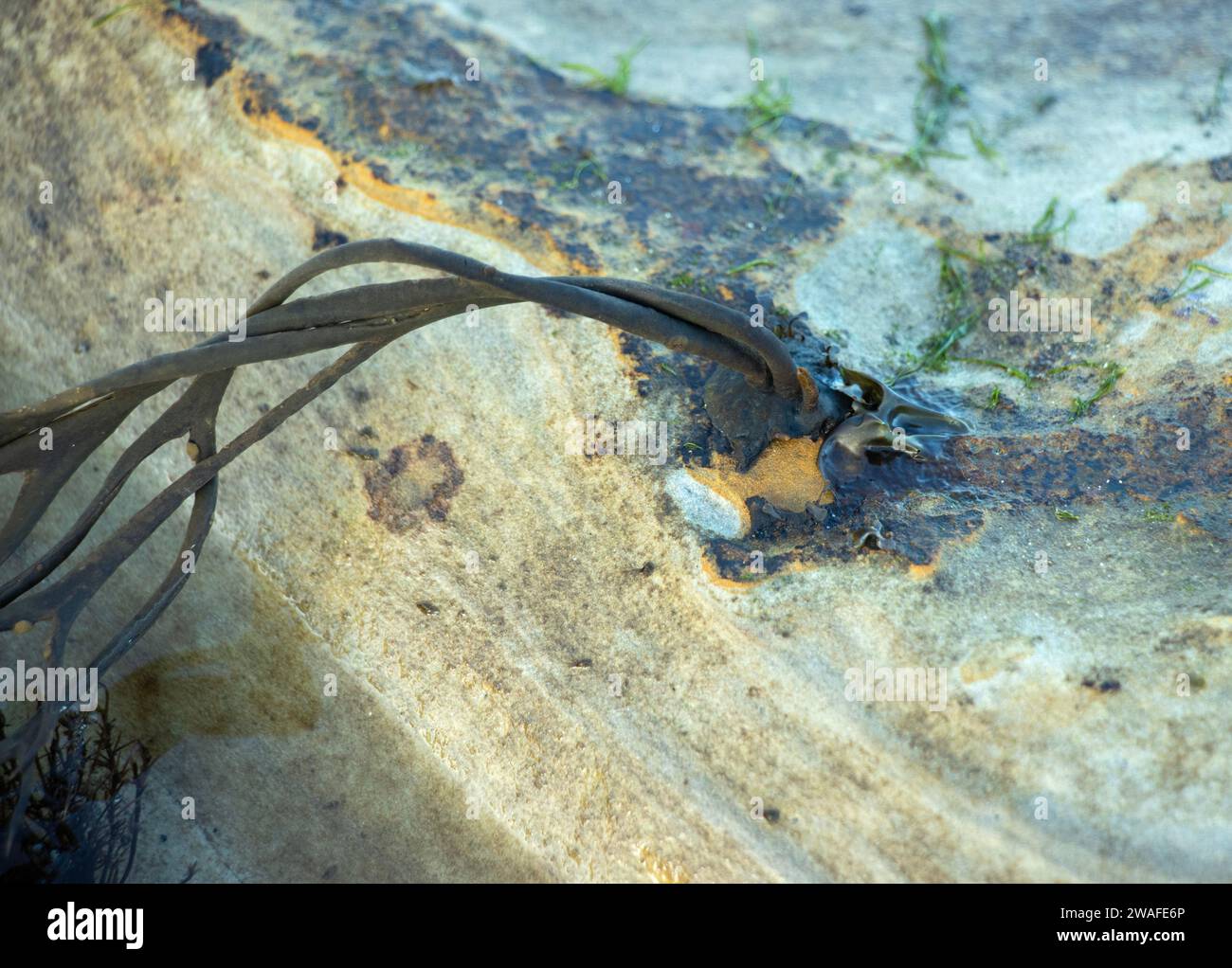 L'equivalente delle radici di una pianta, l'alga di Bladderwrack si fonde al substrato per ancorare le alghe marine. Sono tenaci Foto Stock