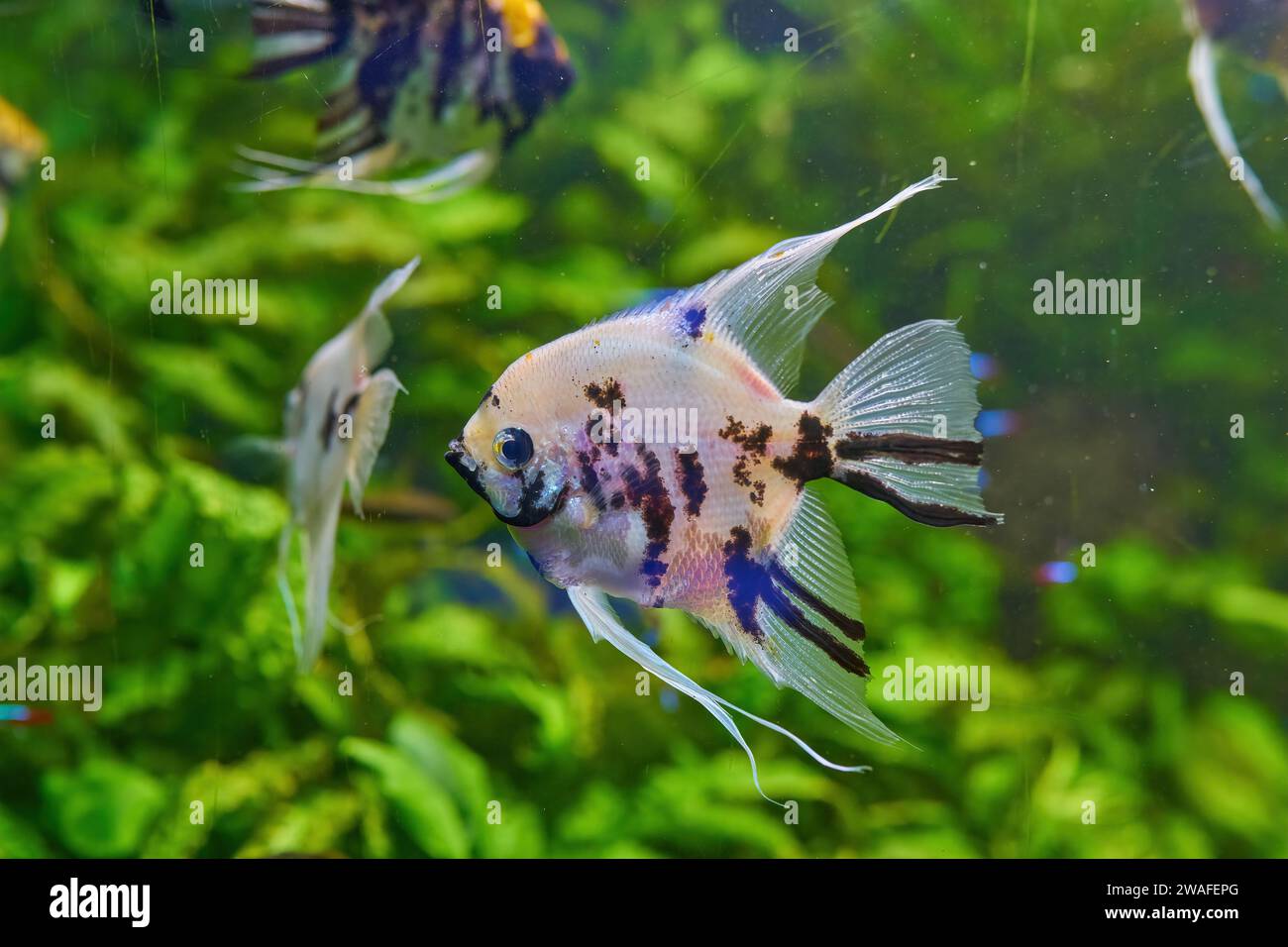 Pesce ornamentale Scalaria o angeli Pterophyllum scalare in primo piano Foto Stock