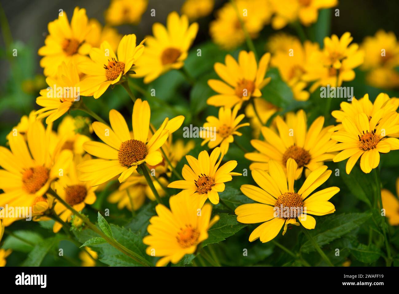 La famiglia delle Asteraceae. Grandi fiori gialli. Girasole. Foto Stock