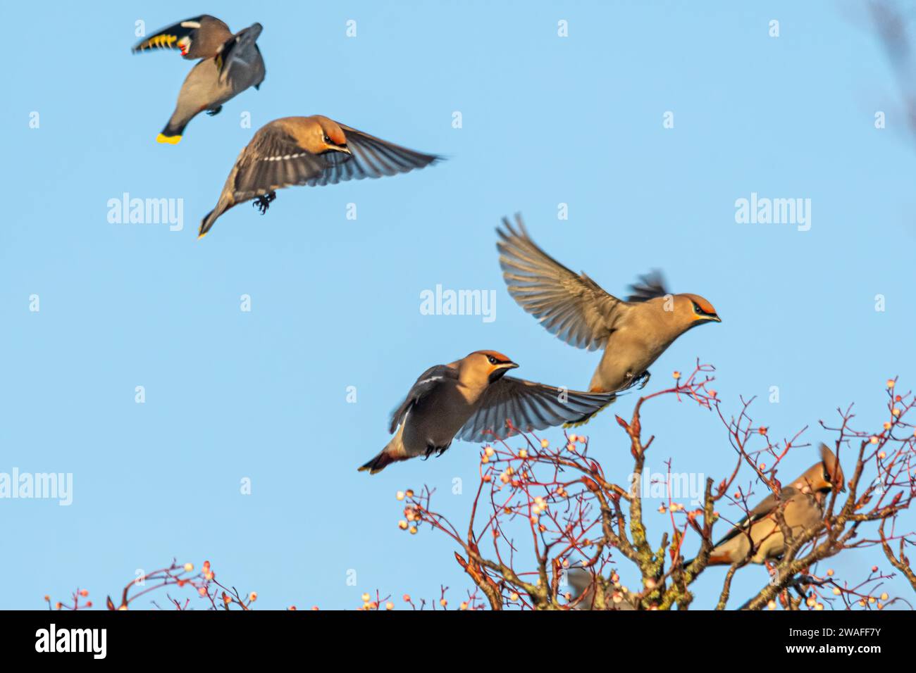 Waxwings (Bombycilla garrulus) volando su un albero di rowan nel gennaio 2024, un anno di rottura importante per il migrante invernale, Inghilterra, Regno Unito Foto Stock