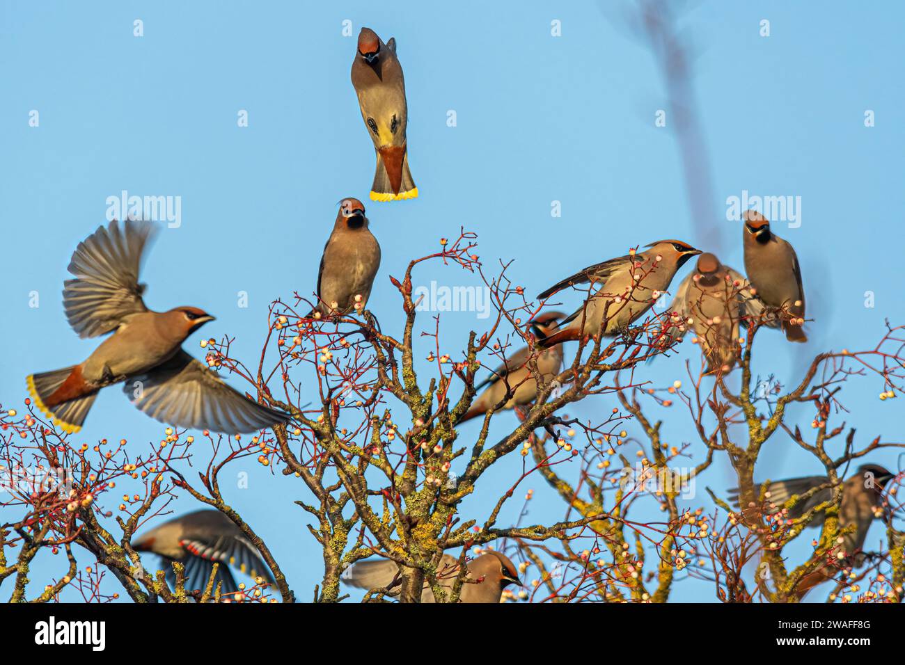 Waxwings (Bombycilla garrulus) volando su un albero di rowan nel gennaio 2024, un anno di rottura importante per il migrante invernale, Inghilterra, Regno Unito Foto Stock