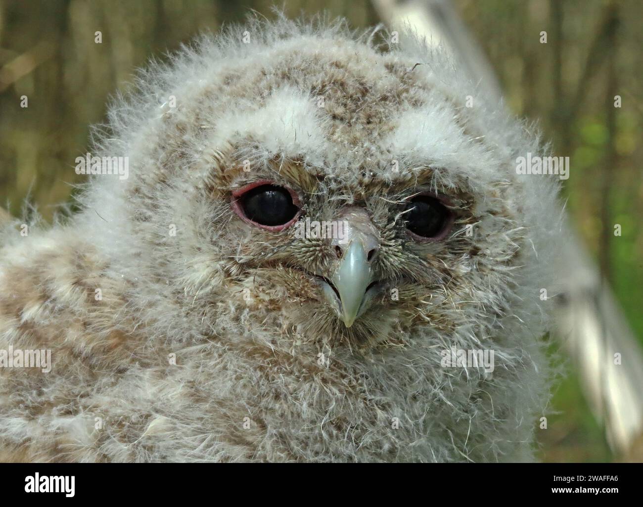 Tawny Owl (Strix alcudo sylvatica) primo piano del capo della pulcino Eccles-on-Sea, Norfolk, Regno Unito. Maggio Foto Stock