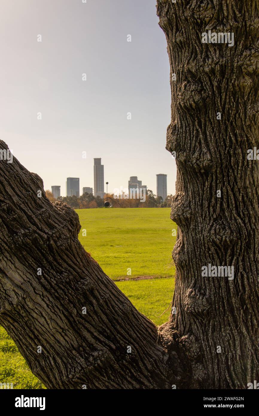 Un albero a V incornicia le torri di una città lontana Foto Stock