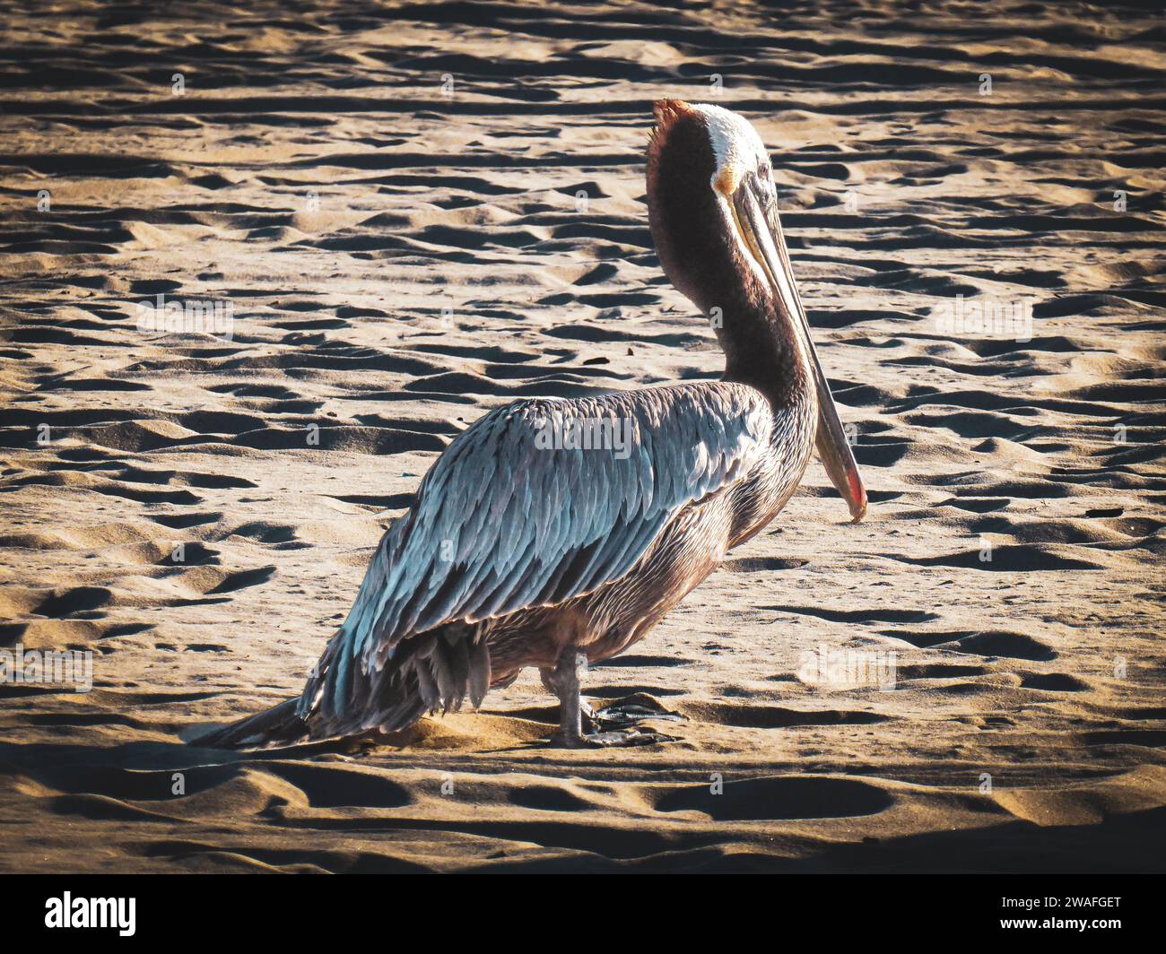 Un pellicano sulla spiaggia in California, USA Foto Stock