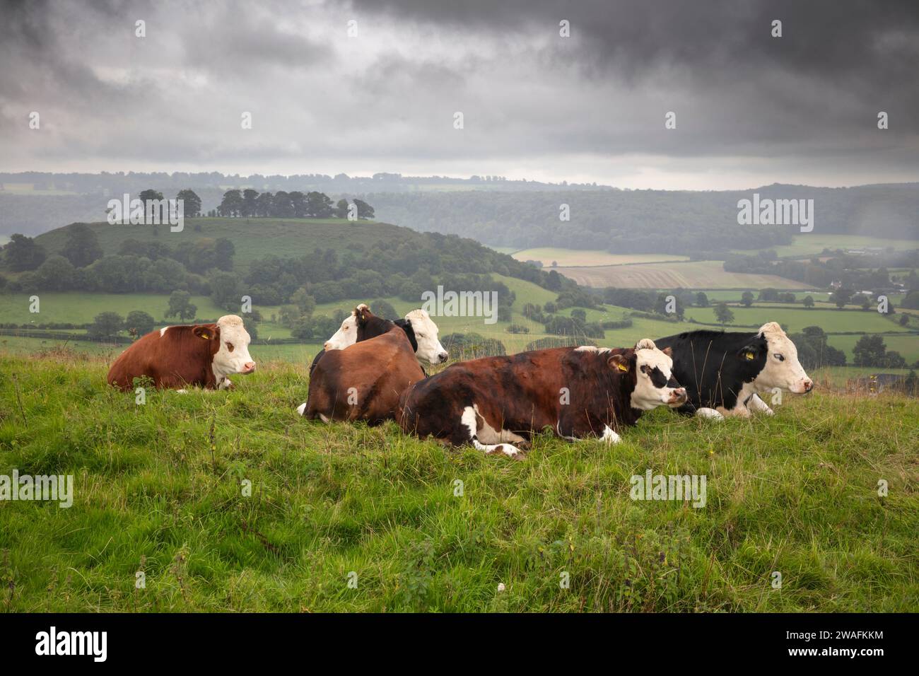 Mucche che che si stendono in un giorno piovoso lungo Cam Long Down con Downham Hill e terreni agricoli in lontananza sotto il cielo grigio pesante, Dursley, Cotswolds, Gloucestershire Foto Stock