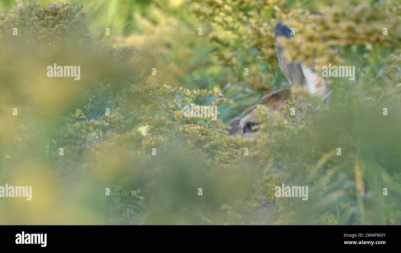 Cervo dalla coda bianca in un campo Foto Stock