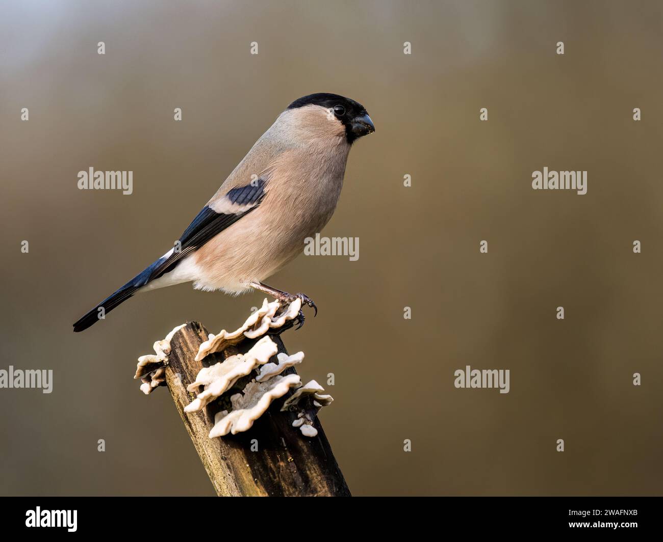 Bullfinch femminile in inverno nel Galles centrale Foto Stock