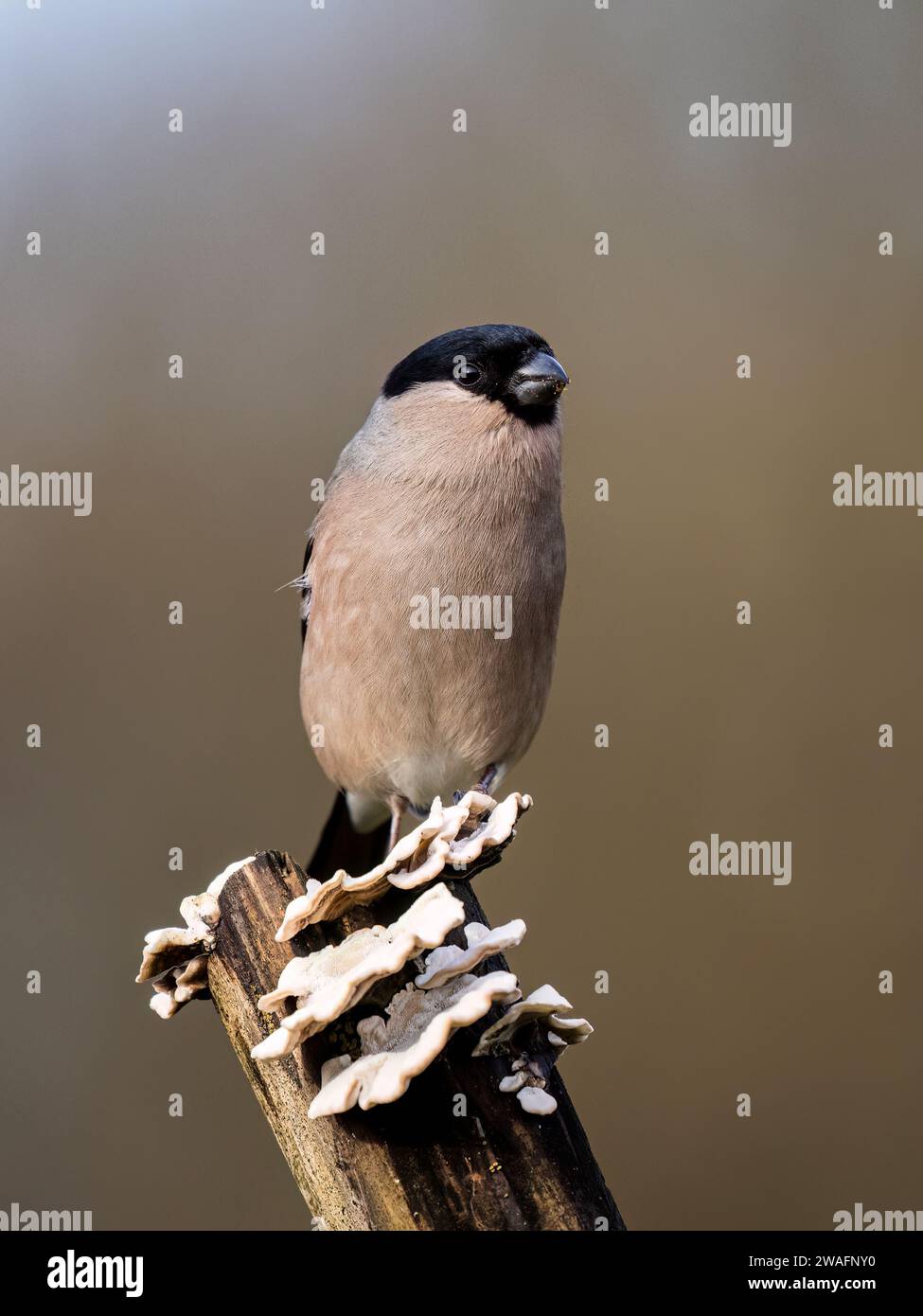 Bullfinch femminile in inverno nel Galles centrale Foto Stock