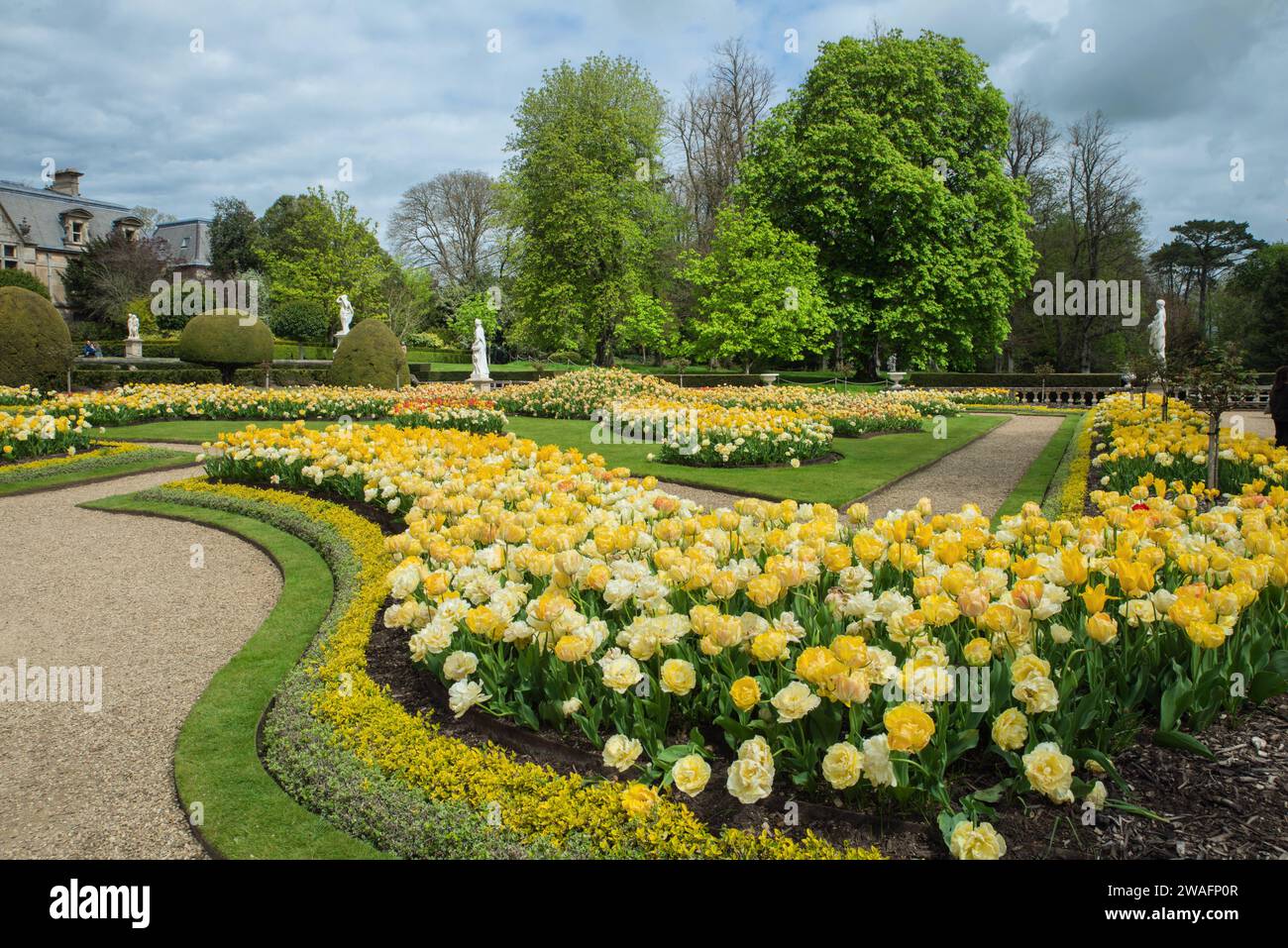 Confini di rulipani gialli nei giardini formali di Waddesdon Manor, Aylesbury, Buckinghamshire, Inghilterra Foto Stock