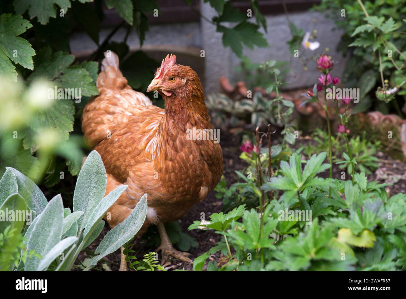 Una gallina di salvataggio in giardino Foto Stock