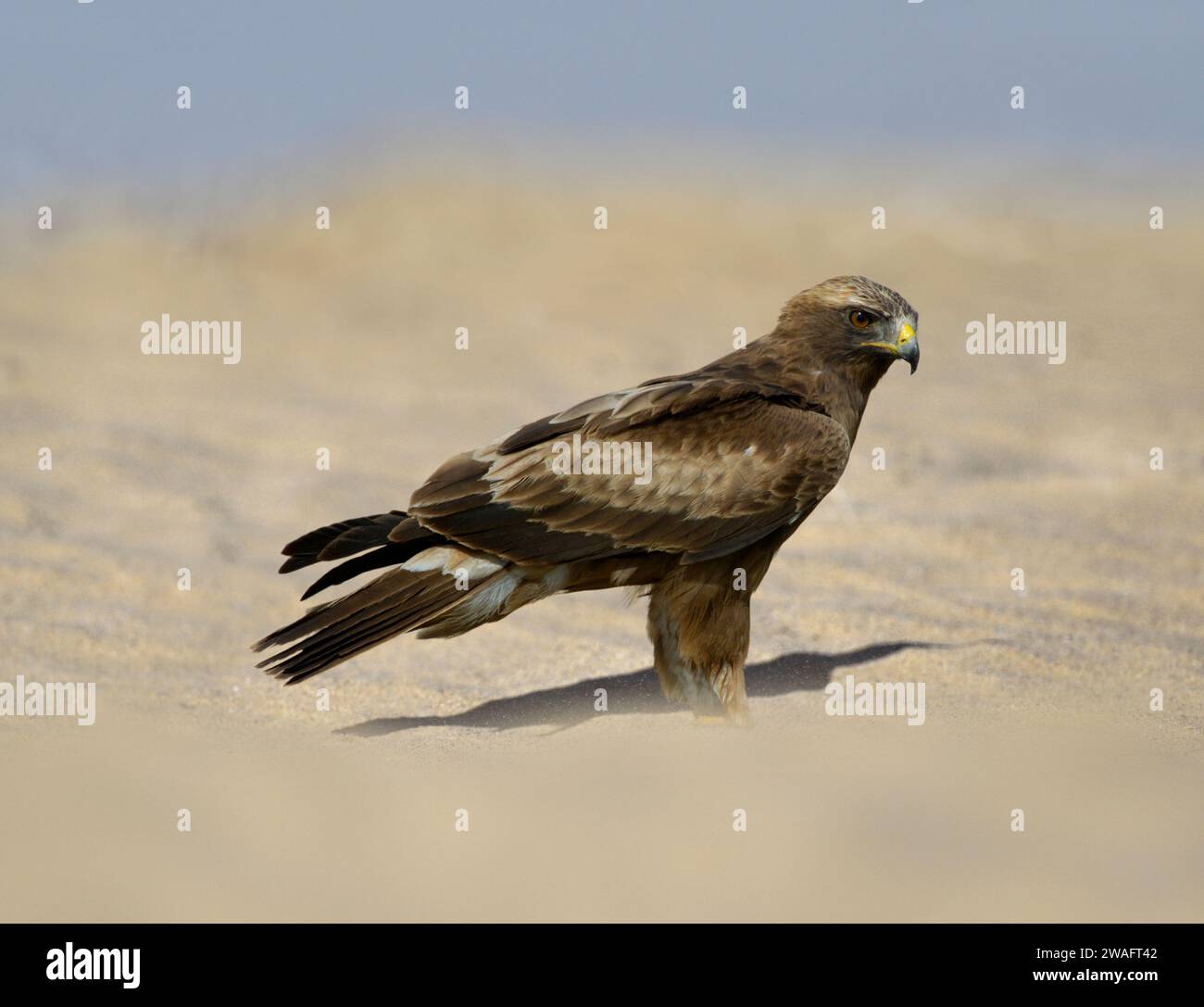 Lesser Spotted Eagle - Aquila pomarina Foto Stock