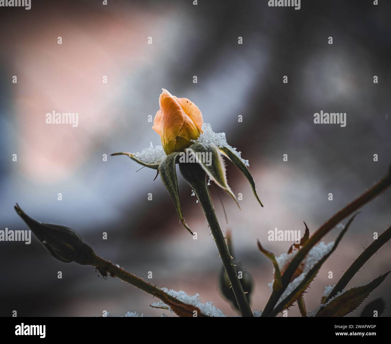 Rose nella neve Foto Stock
