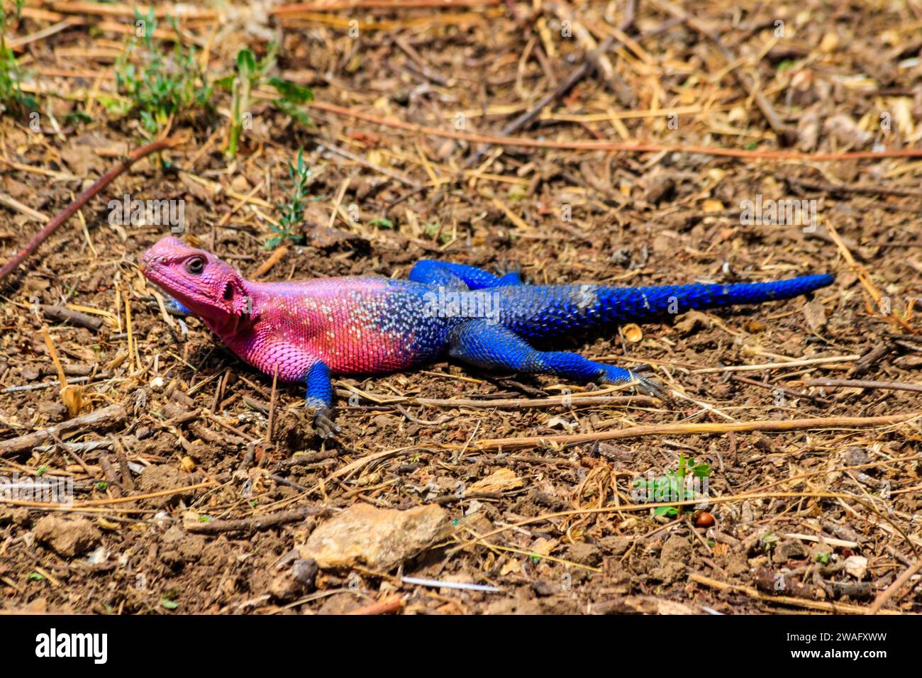 mwanza maschio roccia a testa piatta agama (Agama mwanzae) o Spider-Man agama a terra nel Serengeti National Park, Tanzania Foto Stock