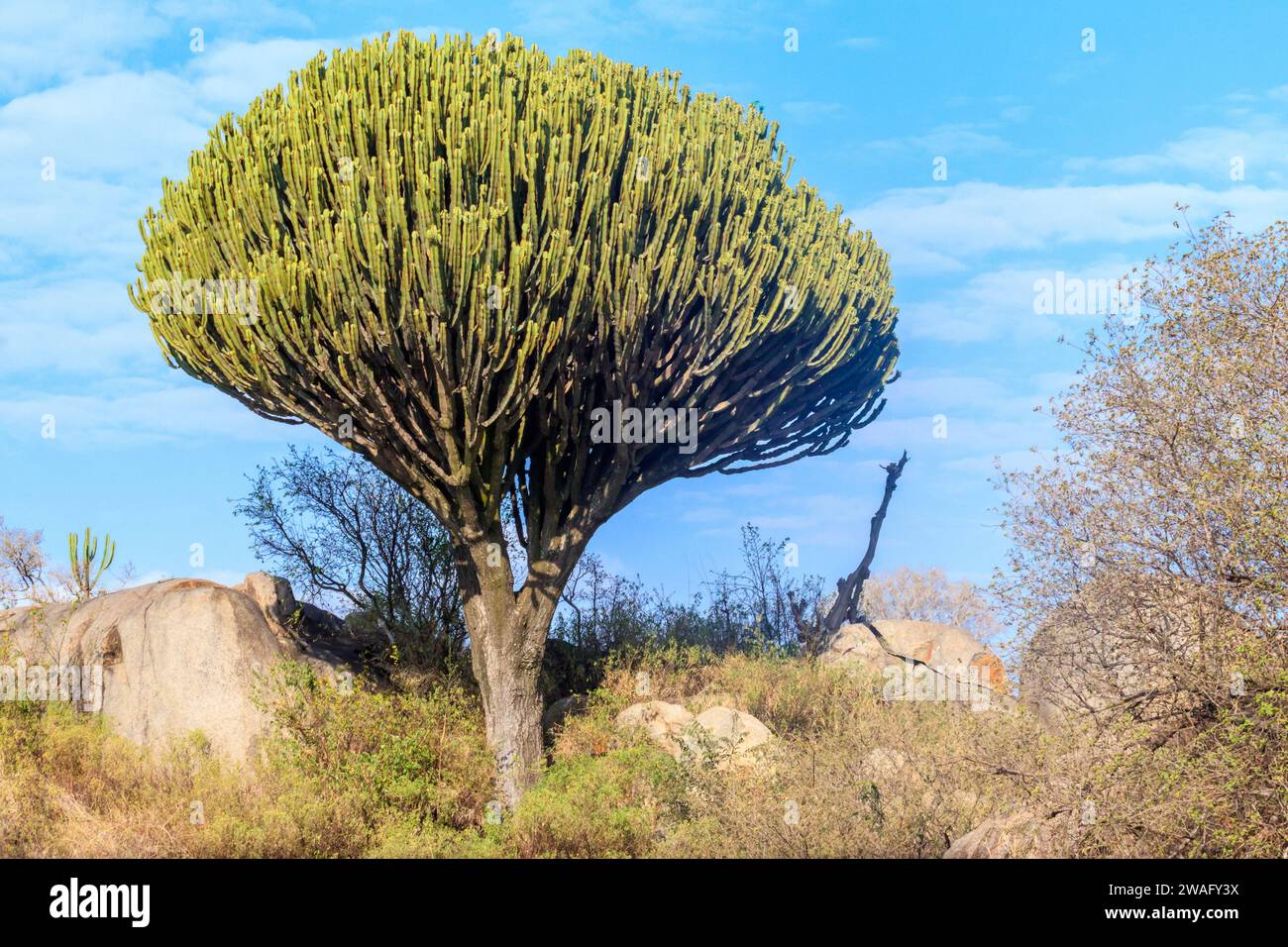 Albero di Candelabro (Euphorbia ingens), noto anche come naboom nel parco nazionale del Serengeti Foto Stock