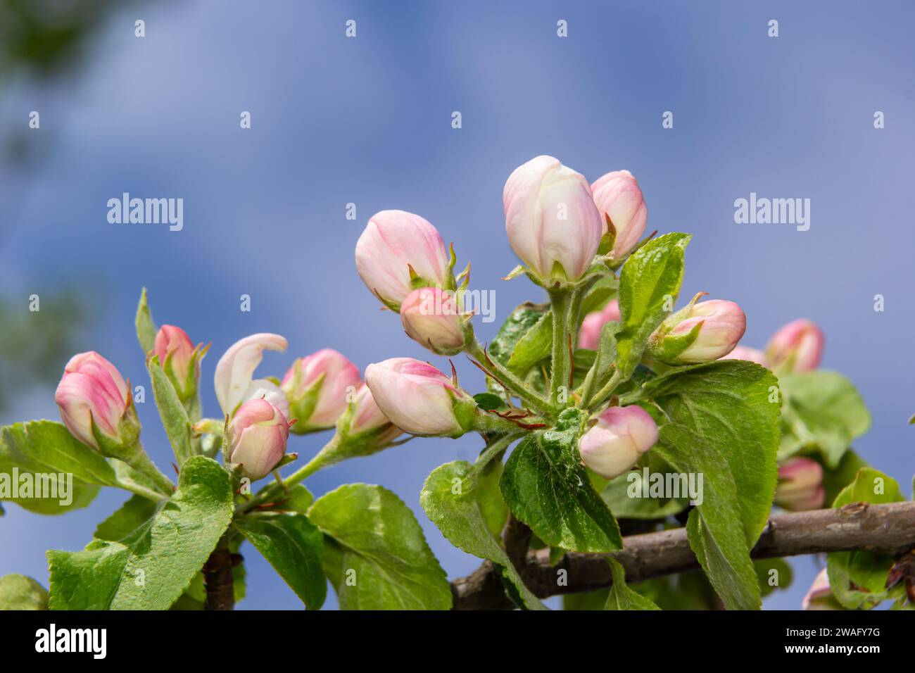 Boccioli di fiori freschi rosa e bianco dell'albero di mela Discovery, Malus domestica, fiorendo in primavera. Foto Stock