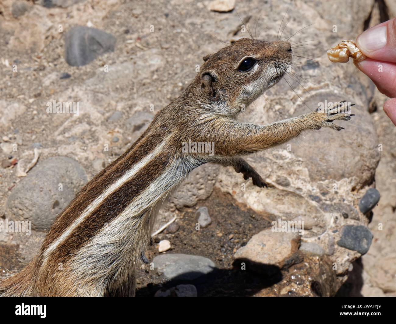 Scoiattolo in terra di barbario (Atlantoxerus getulus) che raggiunge per prendere un noce offerto da un turista, Ajuy, Fuerteventura, Isole Canarie, settembre. Foto Stock