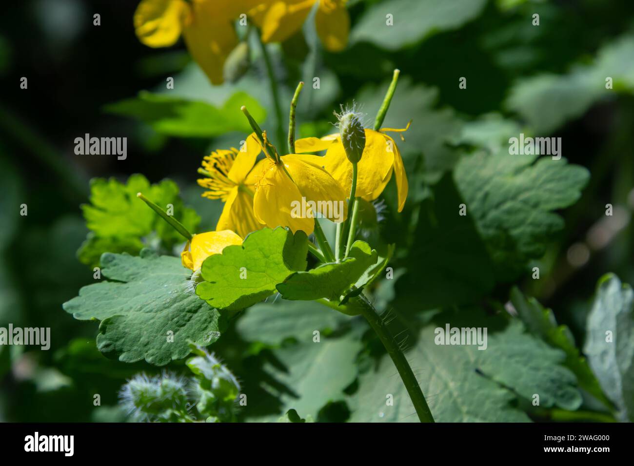 Fiori gialli di Chelidonio, comunemente noti come celandina maggiore o tetterwort, ai margini della foresta. Foto Stock