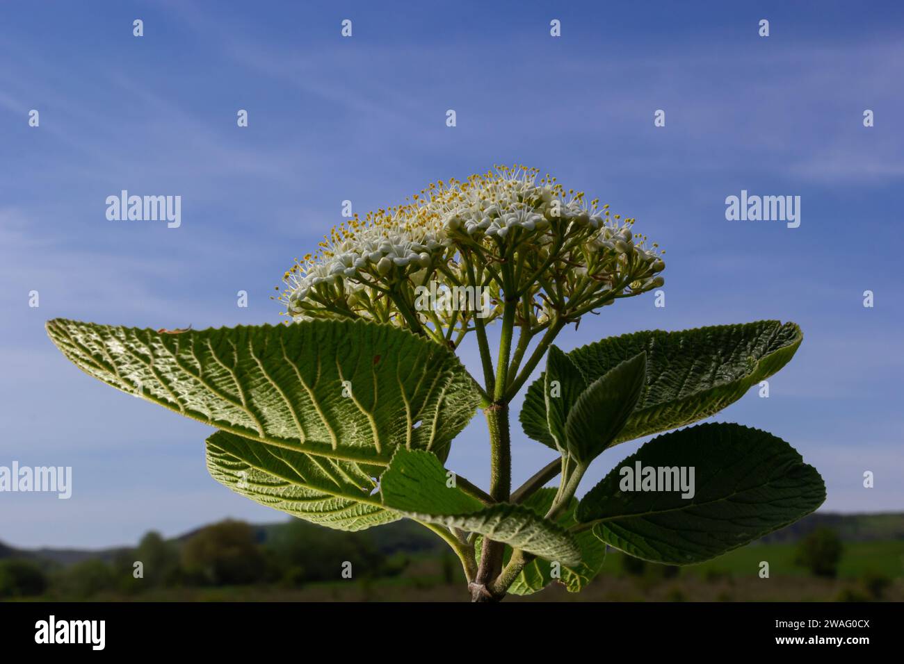 In primavera nei fiori selvatici di viburnum, Viburnum lantana. Foto Stock