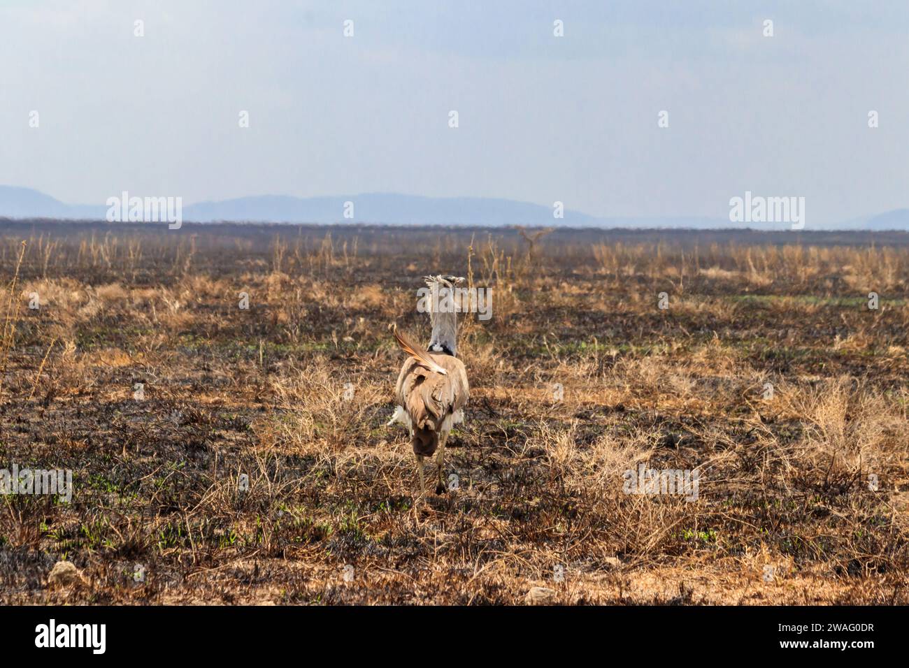 Kori bustard (Ardeotis kori) a piedi nella savana asciutta nel Parco Nazionale di Serengeti, Tanzania Foto Stock