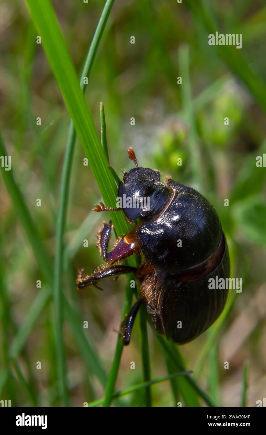 Un coleottero nero con un lungo corno in un ambiente naturale. Famiglia Scarabaeidae. Copris hispanus. Foto Stock