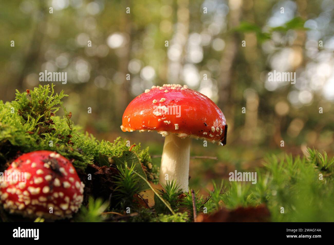 un bellissimo fungo agarico rosso mosca e muschio verde in una foresta in autunno e bokeh Foto Stock