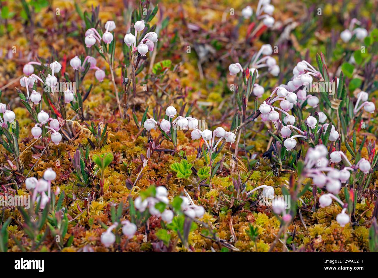 Palude-rosmarino (Andromeda polifolia) in fiore in Svezia, originario delle parti settentrionali dell'emisfero settentrionale Foto Stock