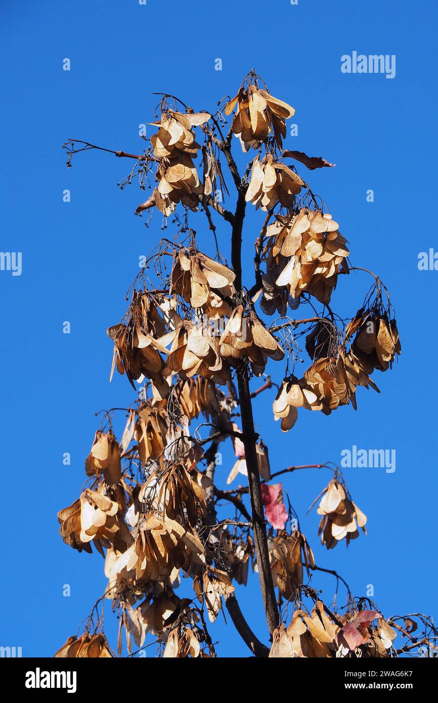 Acero Amur, Feuer-Ahorn, Acer ginnala, tűzvörös juhar, Budapest, Ungheria, Magyarország, Europa Foto Stock