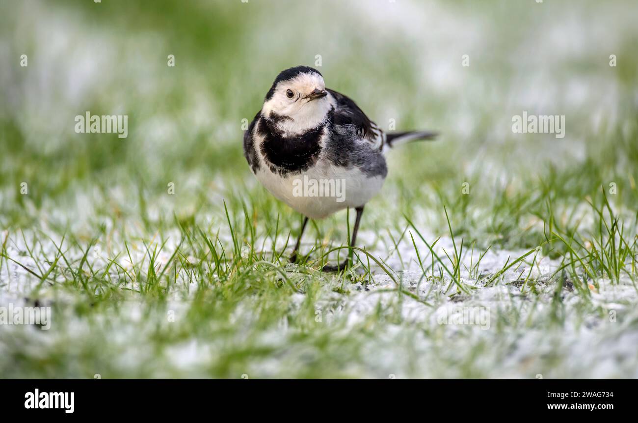 Pied Wagtail sull'erba innevata, da vicino, in inverno Foto Stock