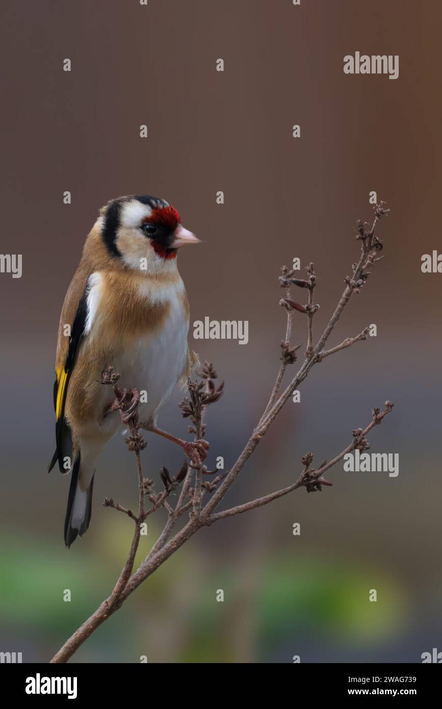 Un goldfinch arroccato su un ramo di un albero sottile in un ambiente all'aperto, guardando avanti Foto Stock