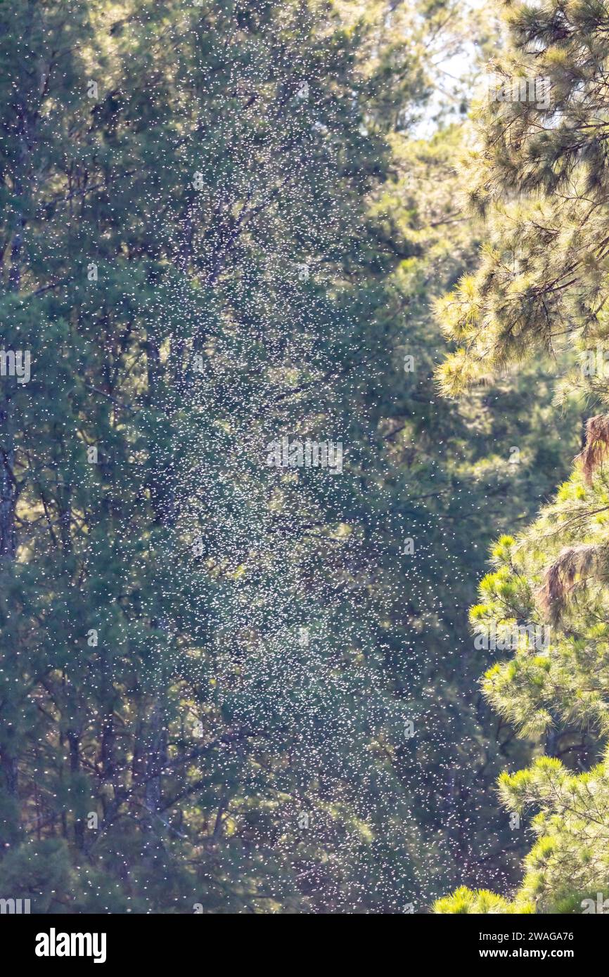 Fotografia di un grande sciame di insetti che volano in una foresta sopra un fiume nelle prime ore del giorno con il sole luminoso Foto Stock