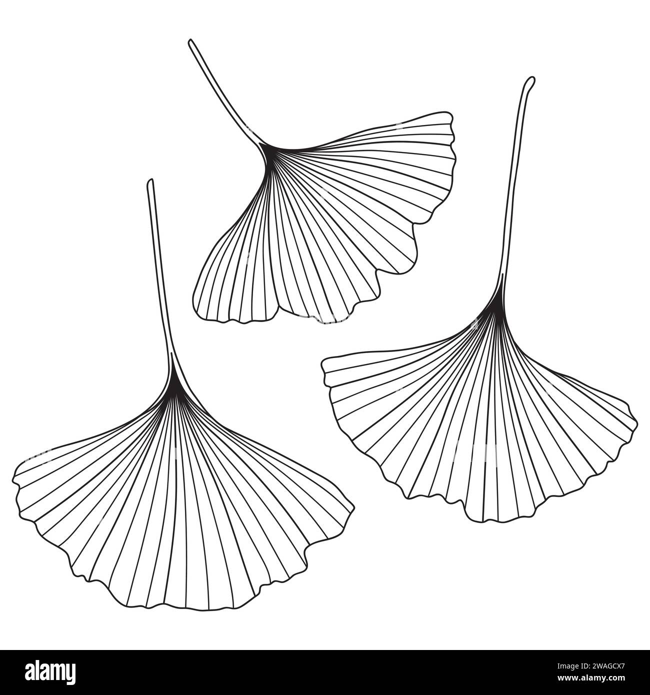 Foglie di ginkgo biloba, illustrazione botanica vettoriale. Profili delle foglie di ginkgo cinesi, pagina del libro da colorare. Illustrazione Vettoriale