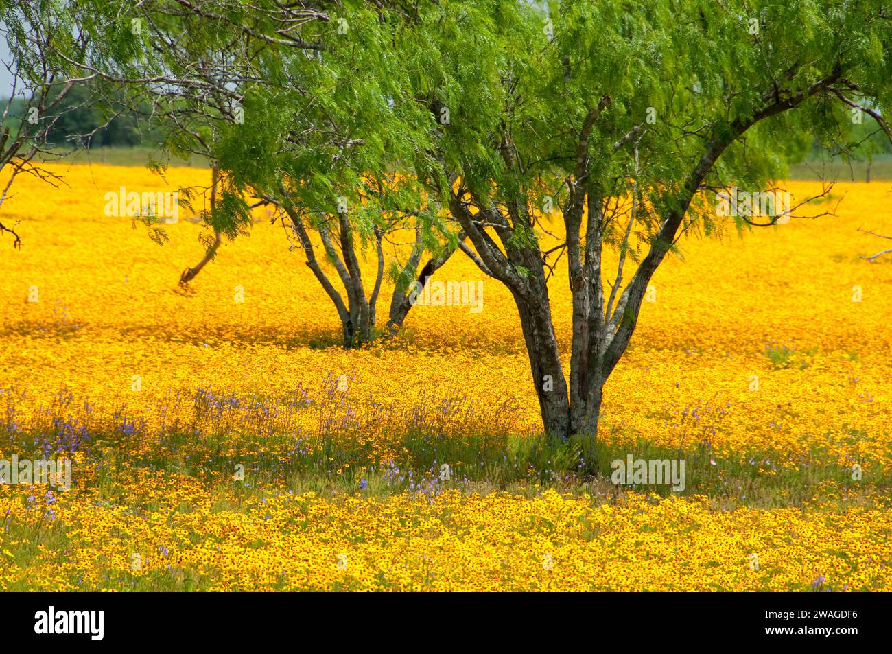 Giallo campo a margherita con mesquite, Goliad County, Texas Foto Stock