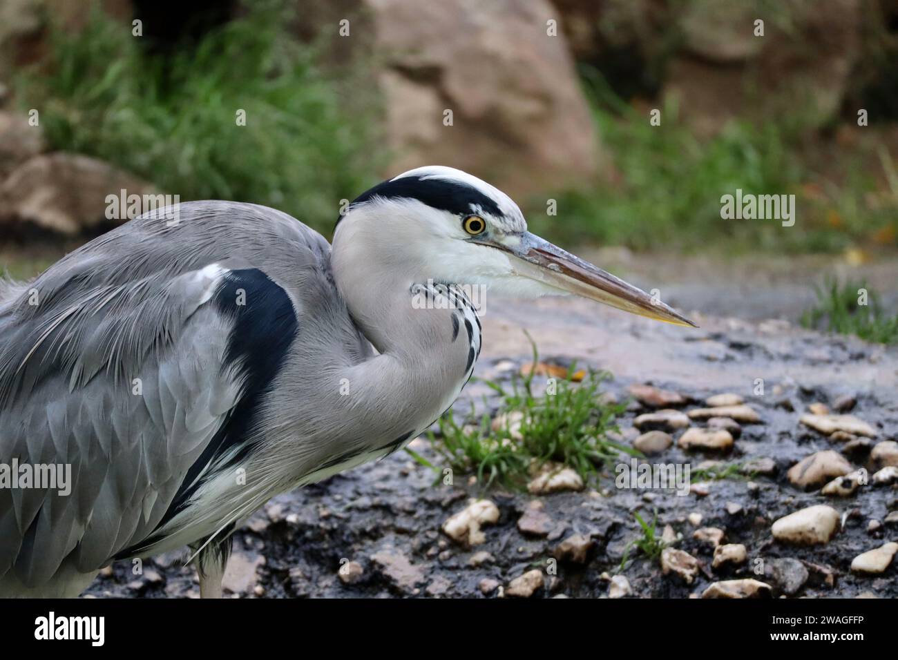 Heron nello zoo di Berlino Foto Stock