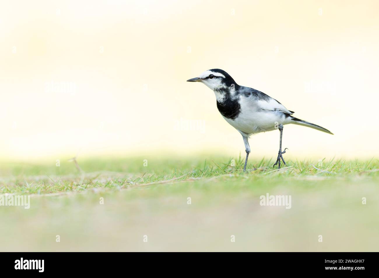 Coda di cavallo nera (Motacilla alba lugens) in un prato retroilluminato. Foto Stock