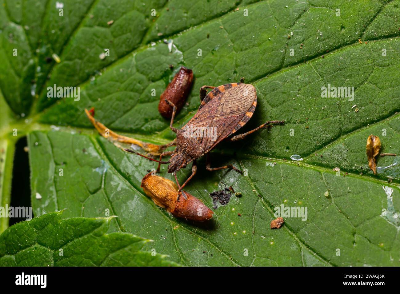 Un primo piano di un insetto marrone della foresta o di uno schermo con le gambe rosse su una foglia verde, Pentatoma rufipes. Foto Stock