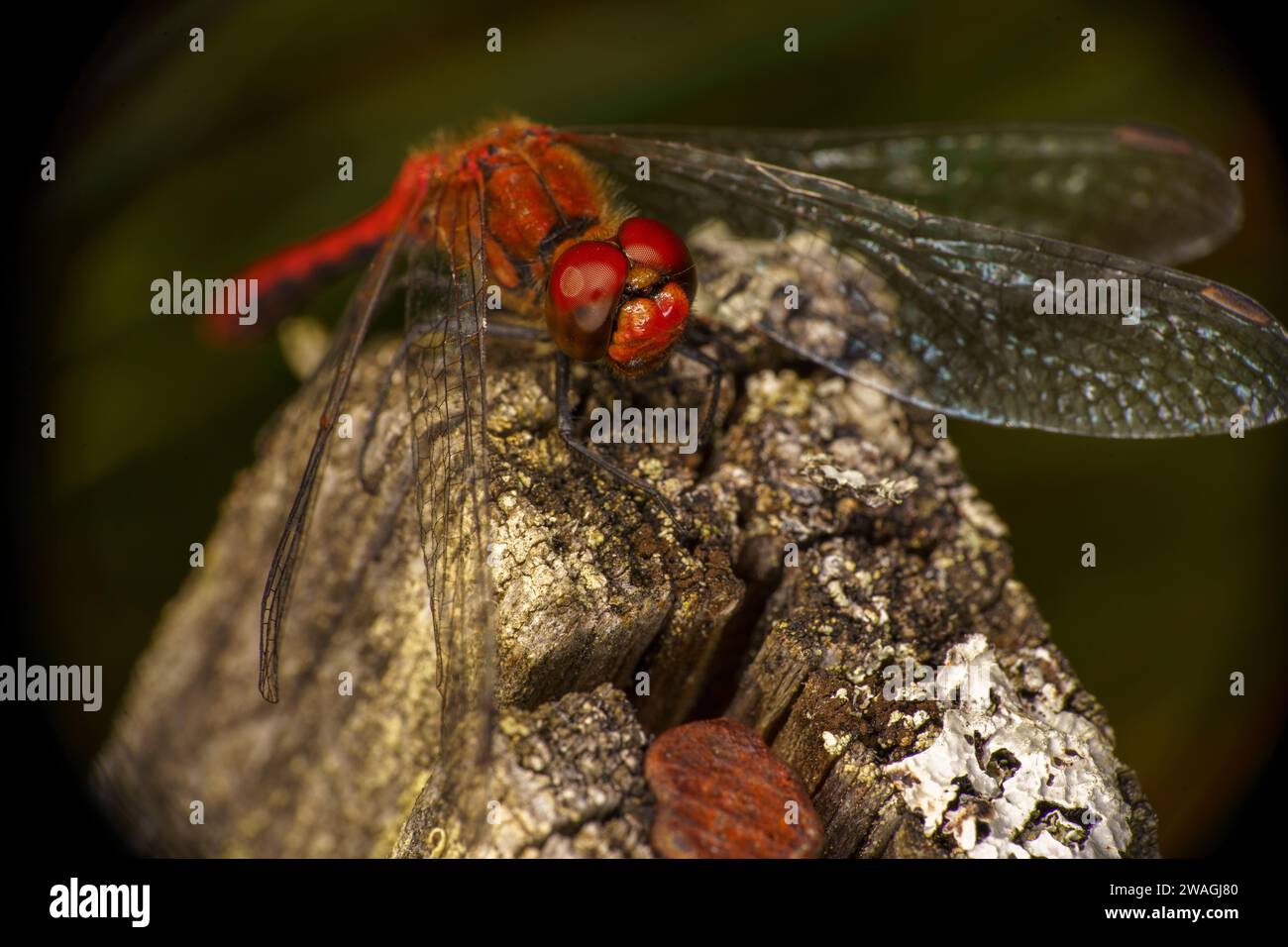 Sympetrum sanguineum Family Libellulidae Genus Sympetrum Ruddy darter libellula natura selvaggia insetti carta da parati, foto, fotografia Foto Stock