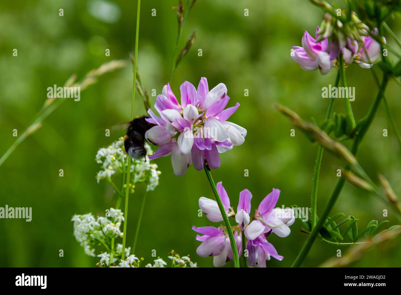 Primo piano su un piccolo giardino europeo bumblebee, Bombus hortorum, nettare bevendo forma un fiore di cardo viola. Foto Stock