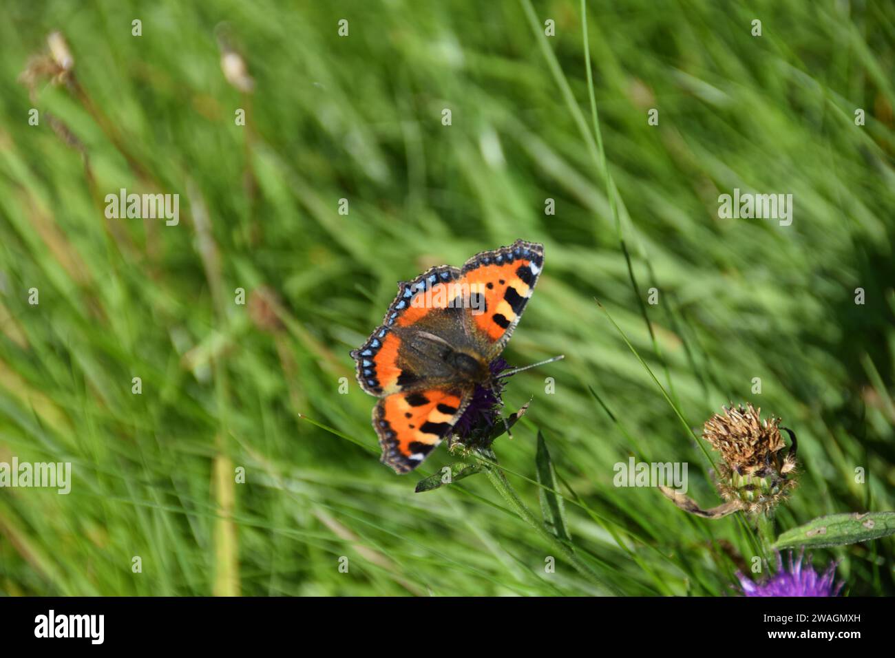 Piccola farfalla a guscio di tartaruga che poggia su un fiore selvatico Foto Stock